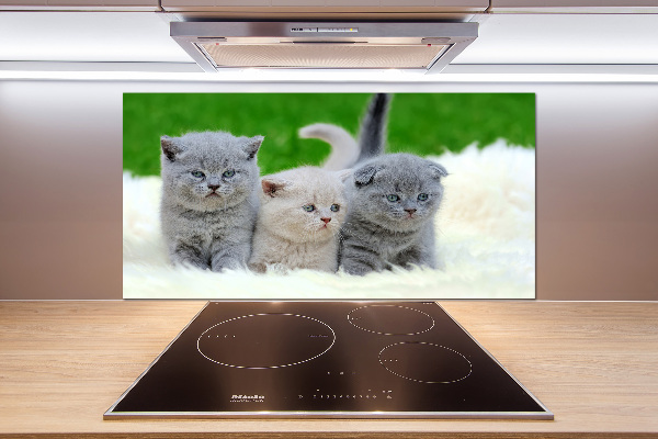 Cooker splashback Three cats on the blanket