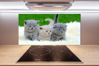 Cooker splashback Three cats on the blanket