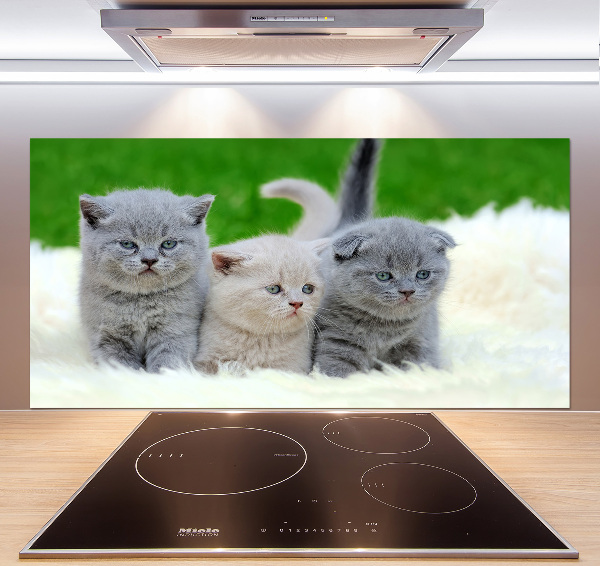 Cooker splashback Three cats on the blanket