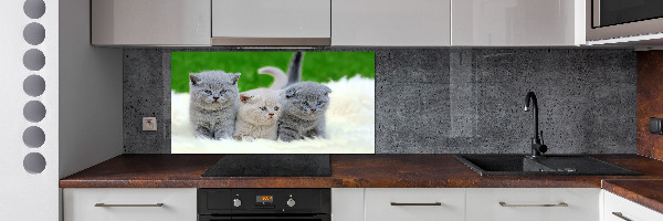 Cooker splashback Three cats on the blanket