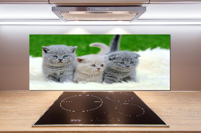 Cooker splashback Three cats on the blanket