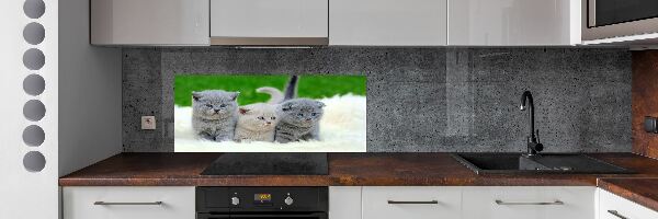 Cooker splashback Three cats on the blanket