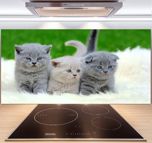 Cooker splashback Three cats on the blanket