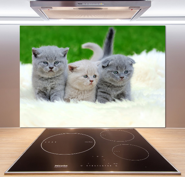 Cooker splashback Three cats on the blanket