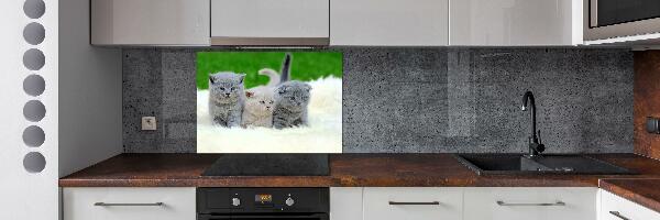 Cooker splashback Three cats on the blanket