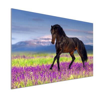 Cooker splashback Horse in the field of lavender