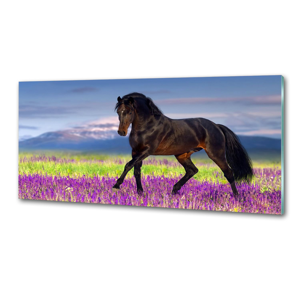 Cooker splashback Horse in the field of lavender