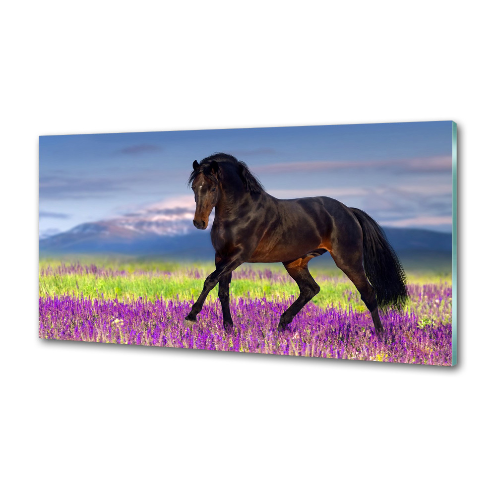 Cooker splashback Horse in the field of lavender