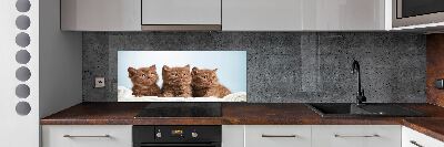 Kitchen splashback Chatter cats