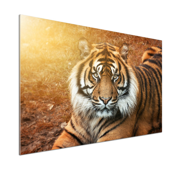 Kitchen splashback Bengal tiger