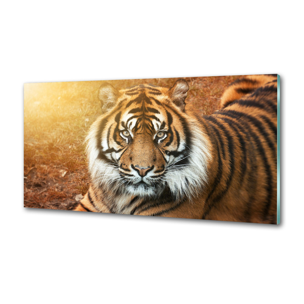 Kitchen splashback Bengal tiger