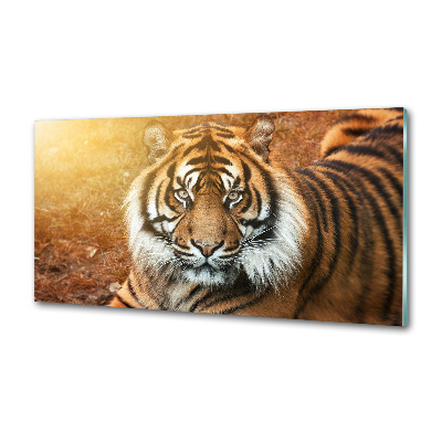 Kitchen splashback Bengal tiger