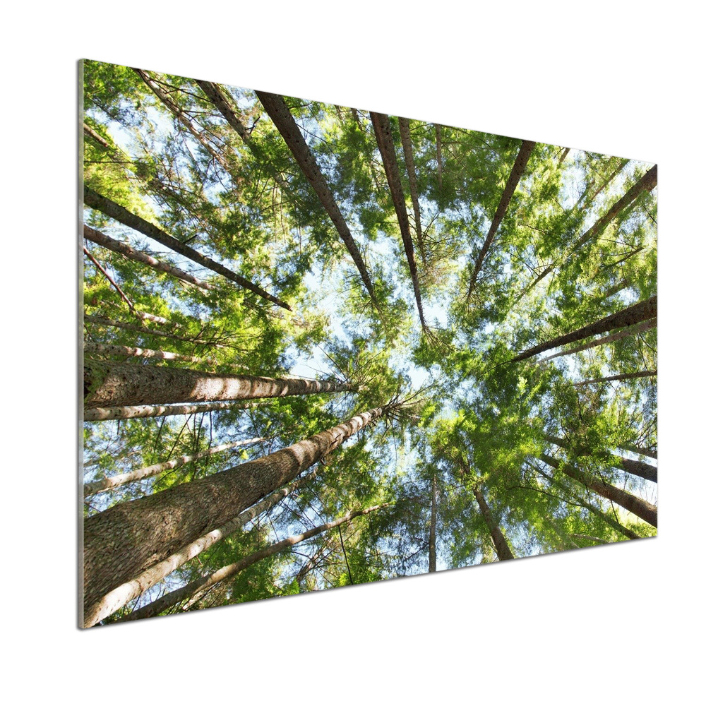 Glass splashback Crown of trees