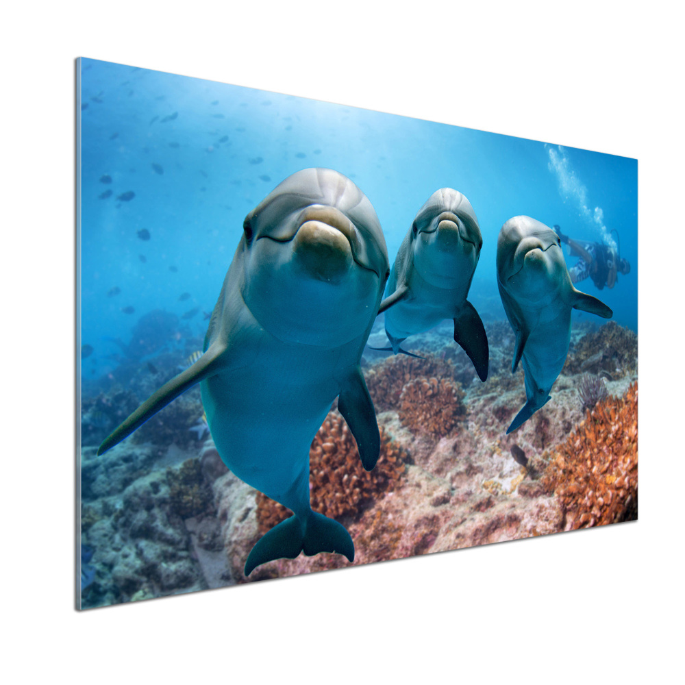 Glass splashback Dolphins