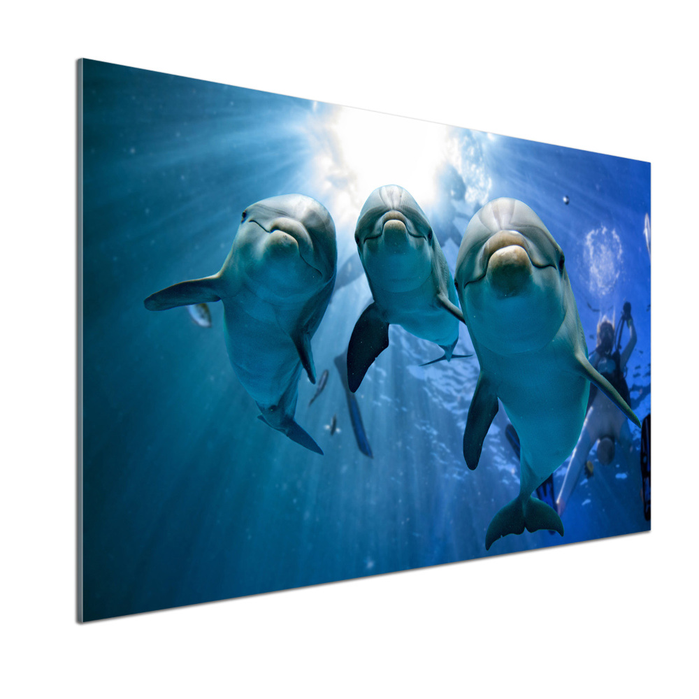 Cooker splashback Three dolphins