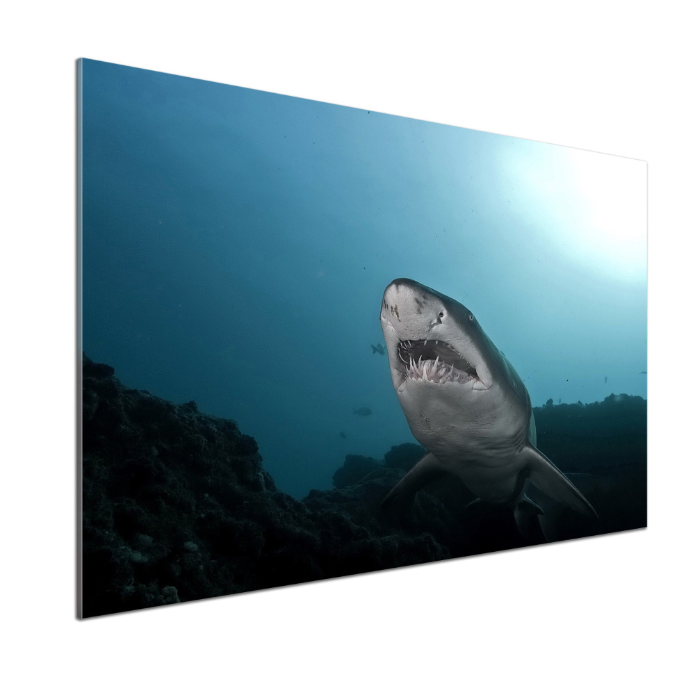 Cooker splashback Large shark