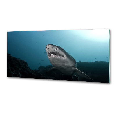 Cooker splashback Large shark