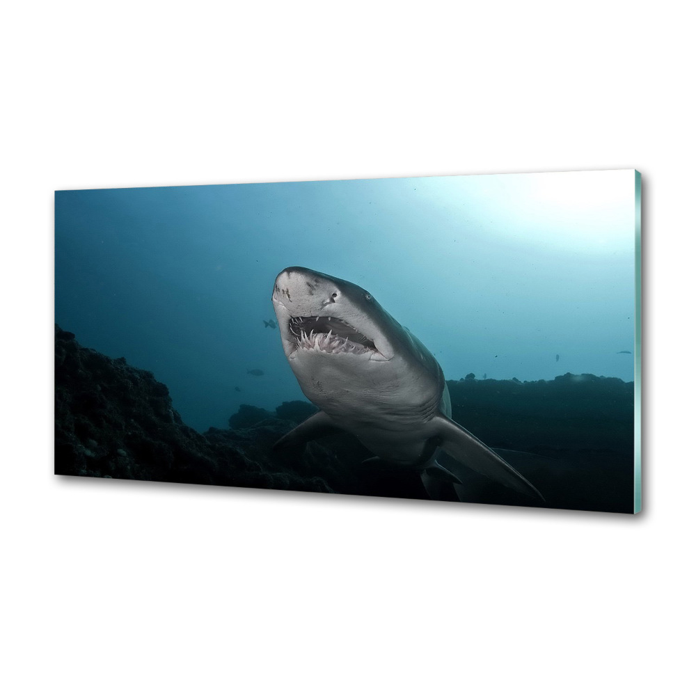 Cooker splashback Large shark