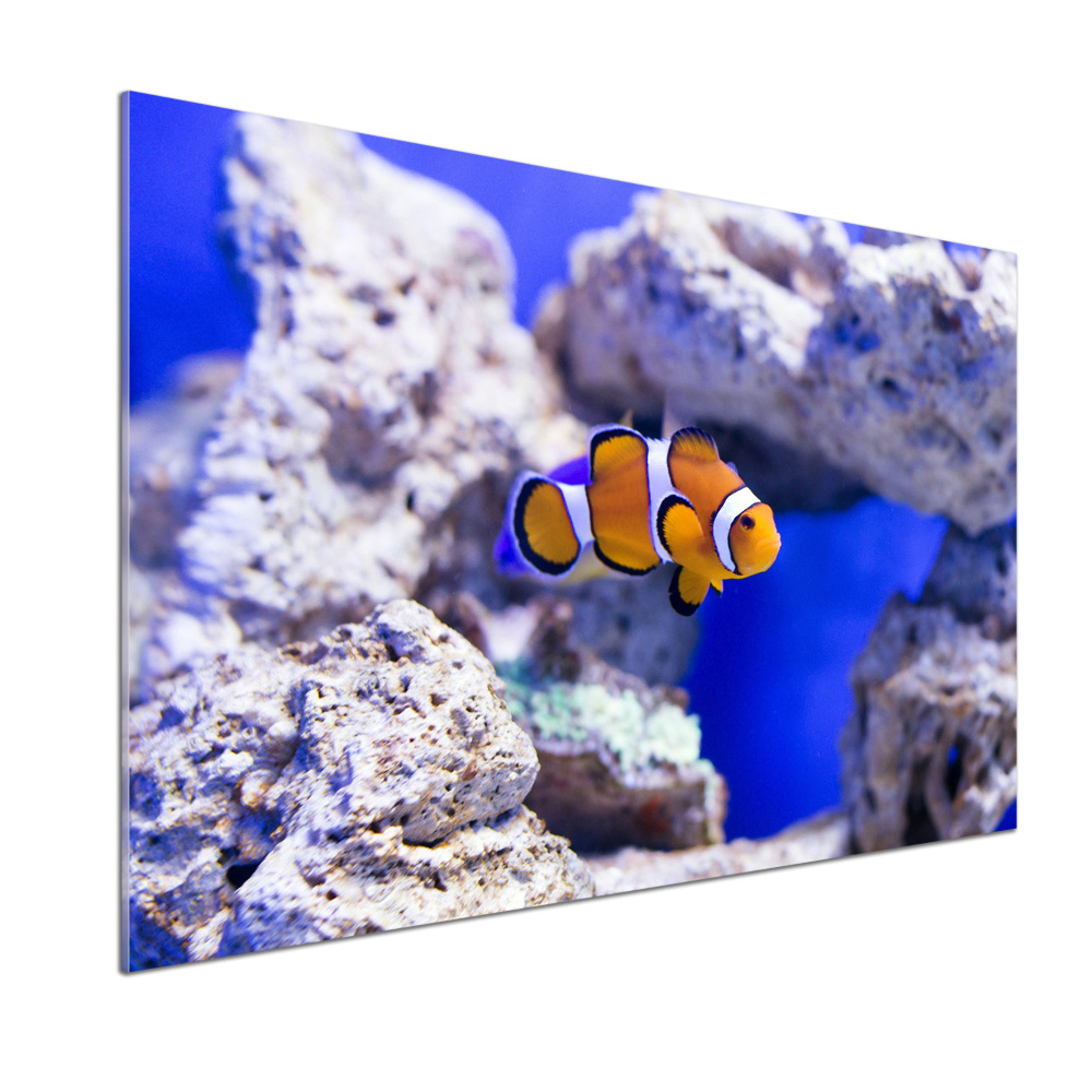 Cooker splashback Coral reef clowns