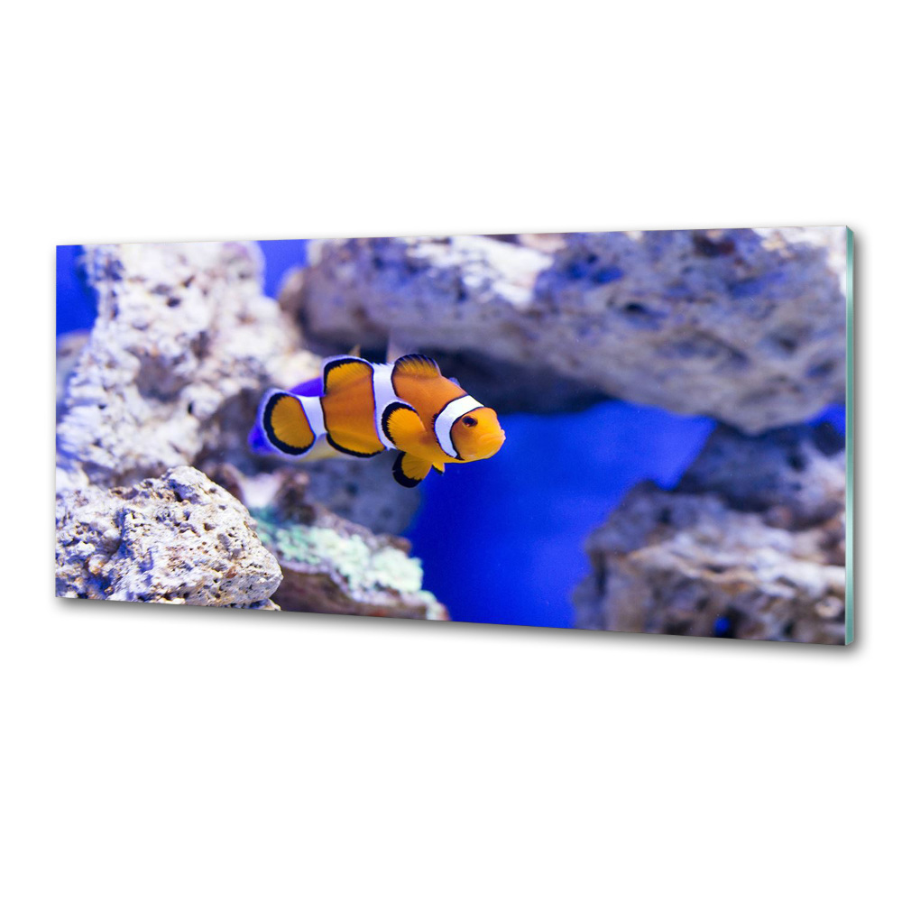 Cooker splashback Coral reef clowns