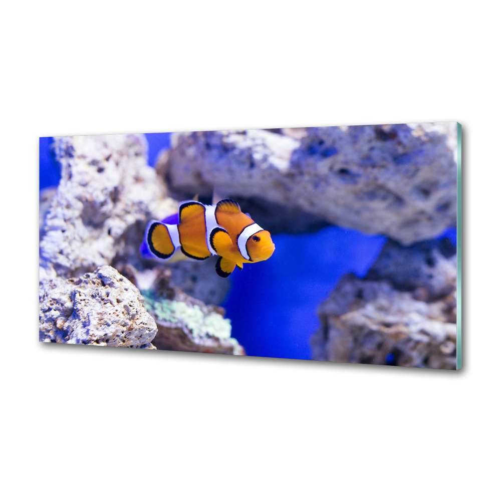 Cooker splashback Coral reef clowns