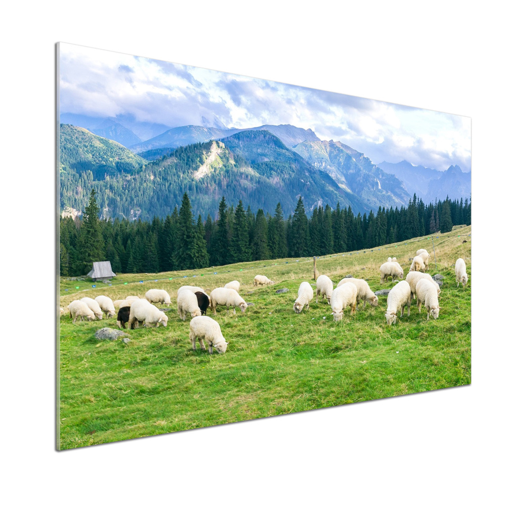 Cooker splashback Sheep in the Tatra Mountains