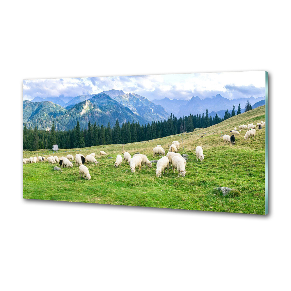 Cooker splashback Sheep in the Tatra Mountains