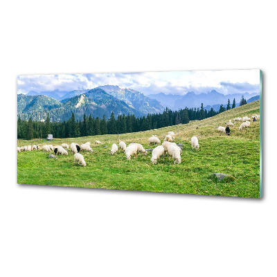 Cooker splashback Sheep in the Tatra Mountains