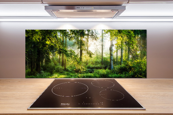 Cooker splashback Morning sun forest