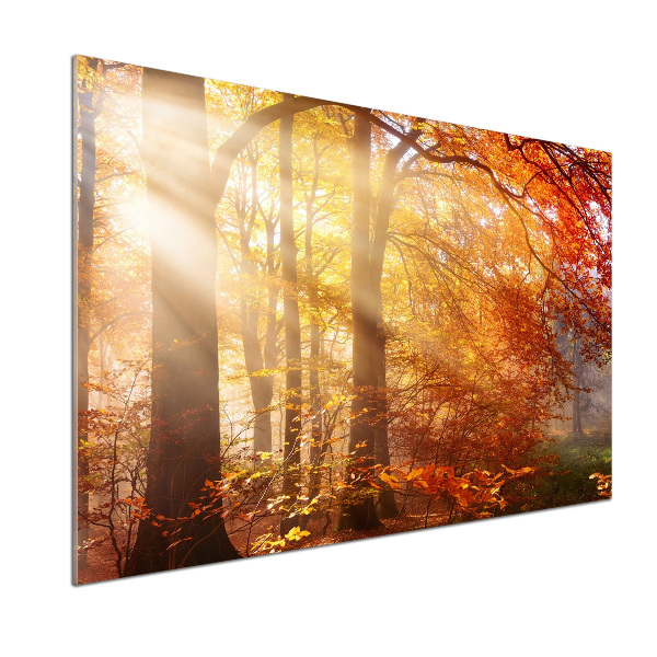 Cooker splashback Autumn forest