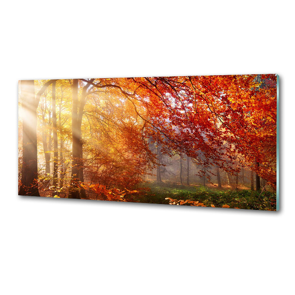 Cooker splashback Autumn forest