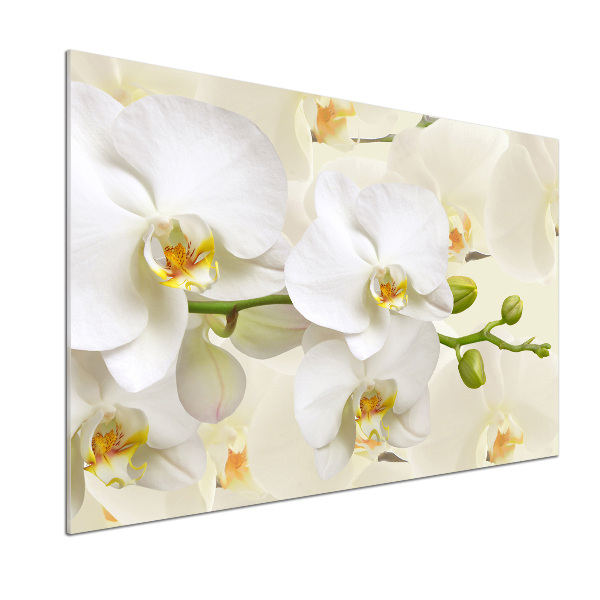 Cooker splashback Orchid