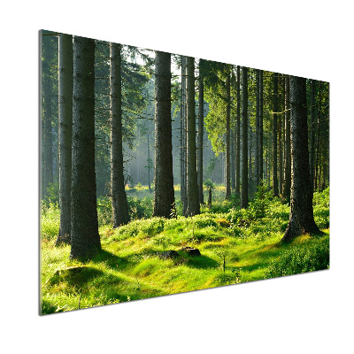 Cooker splashback Spruce forest