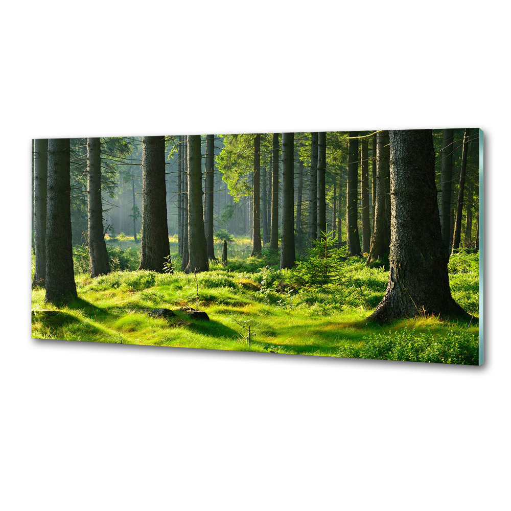 Cooker splashback Spruce forest