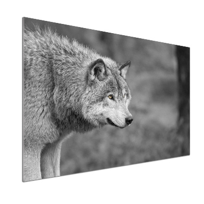 Cooker splashback Gray wolf