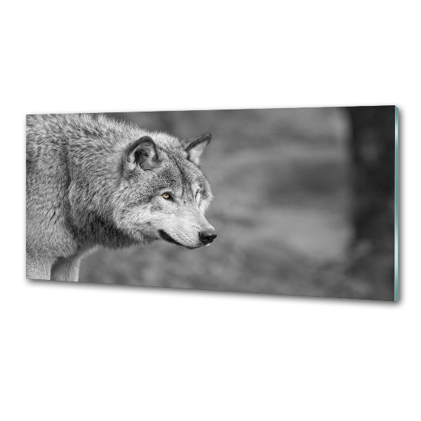 Cooker splashback Gray wolf