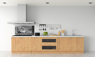 Cooker splashback Gray wolf