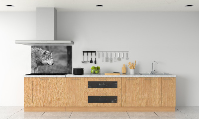 Cooker splashback Gray wolf