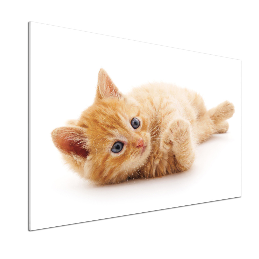 Cooker splashback Red Cat