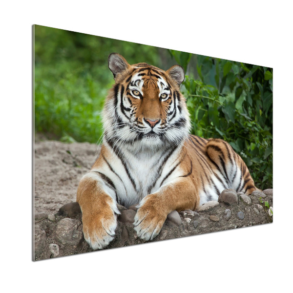 Cooker splashback Siberian tiger