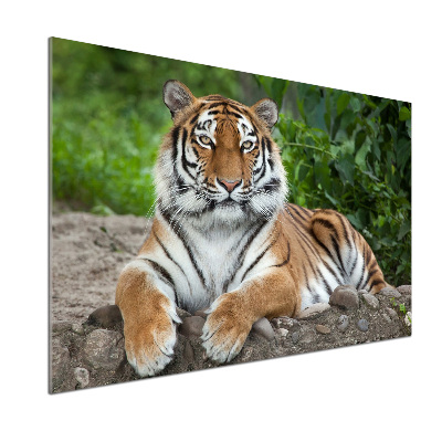 Cooker splashback Siberian tiger