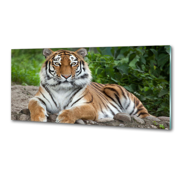 Cooker splashback Siberian tiger