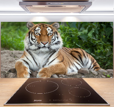 Cooker splashback Siberian tiger