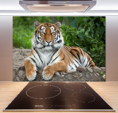 Cooker splashback Siberian tiger