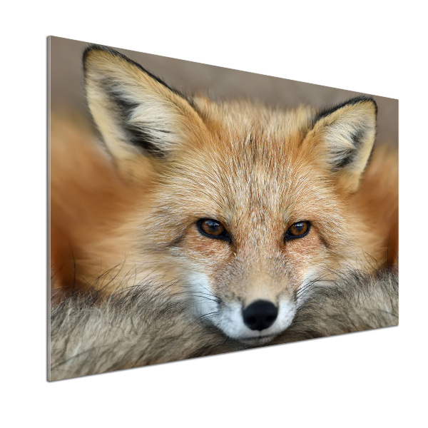 Glass splashback Fox