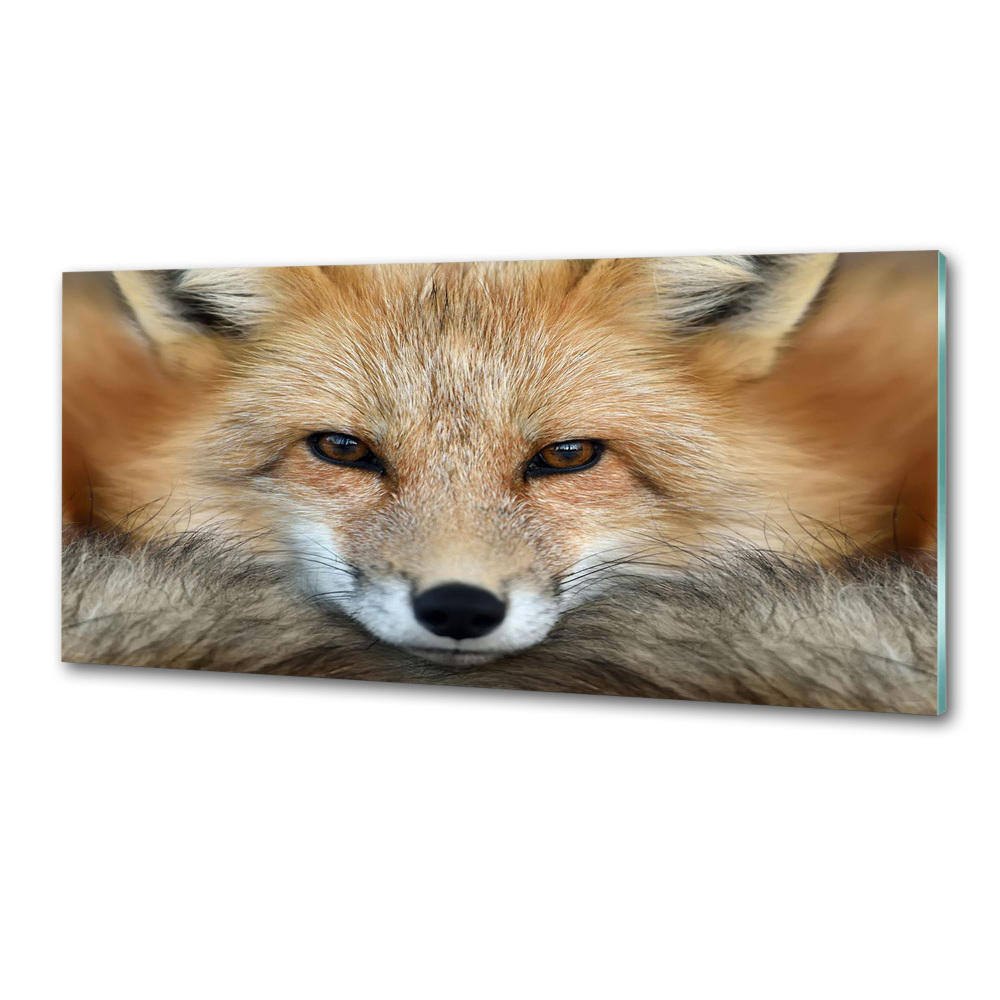 Glass splashback Fox