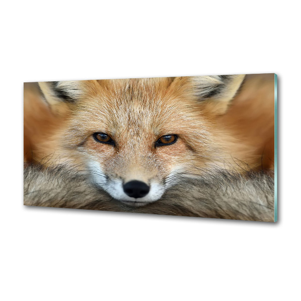 Glass splashback Fox