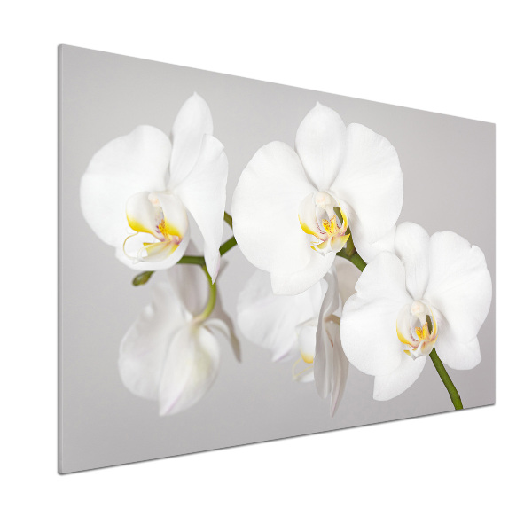 Cooker splashback Orchid