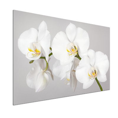 Cooker splashback Orchid