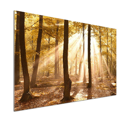 Glass splashback Forest in autumn